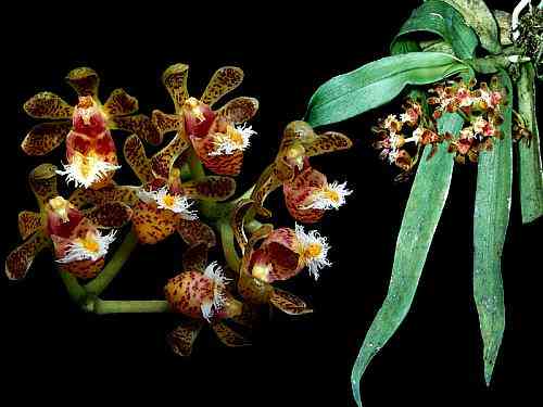 Gastrochilus calceolaris